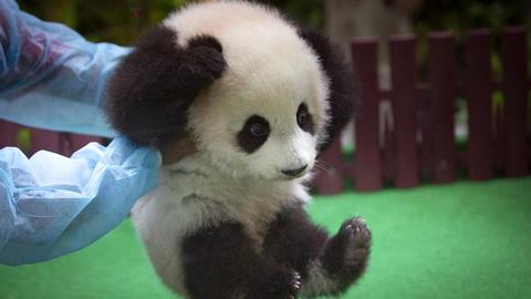 Anak Panda - Anonymous