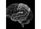 brain-animation- - Mindzr  bonds or brings  Mi...