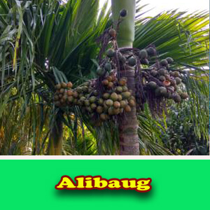 Alibaug 4 all images