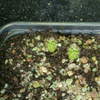 P1020757 - cactus
