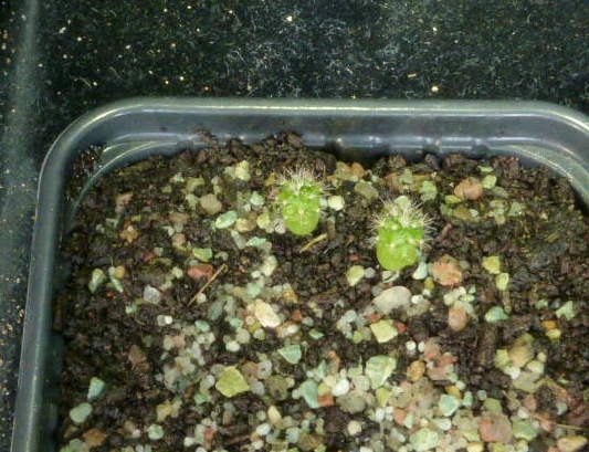 P1020757 - cactus