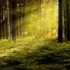 Komoreibi Forest SunWisher ... - SunWisher Psychics