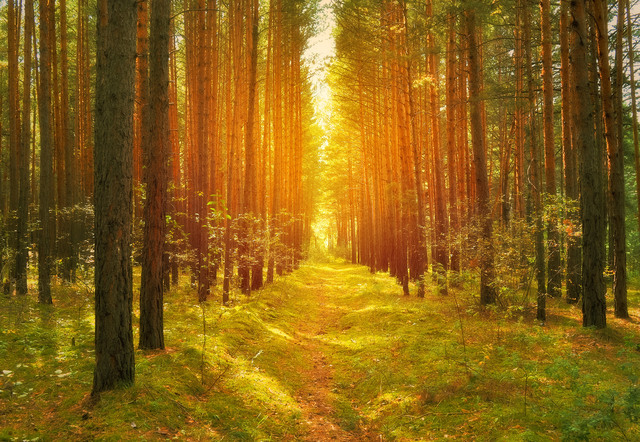 The Path through the Forest SunWisher Spiritual Gu SunWisher Psychics