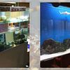 just momo's - Coral Aquarium Engineering