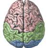 Alpha Brain Ingredients