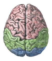 Alpha Brain Ingredients boost your brain power in  Alpha Brain Ingredients
