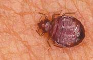 bed-bugs Picture Box