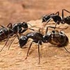 ants - Ecofriendly Pest Control