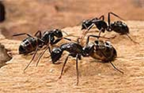 ants Ecofriendly Pest Control