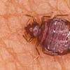 bed-bugs - Ecofriendly Pest Control