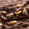 Termite-treatment-perth - Ecofriendly Pest Control