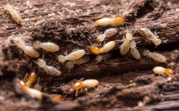 Termite-treatment-perth Ecofriendly Pest Control