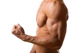 muscle Enhances sexual drives and libido