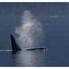 whalewatching 2007 - Wildlife
