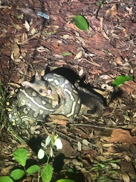 51797989 2190270011286625 4594483819708416000 n - 