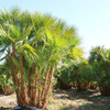 Sabal Palms North Carolina - Picture Box