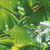 Sabal Palms for Sales - Picture Box