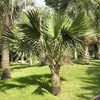 Sabal Palms South Carolina - Picture Box