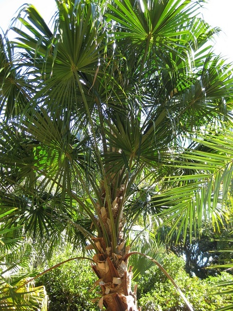Sabal Palm Trees For Sale South Carolina Picture Box