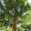 Sabal Palm Trees For Sale S... - Picture Box