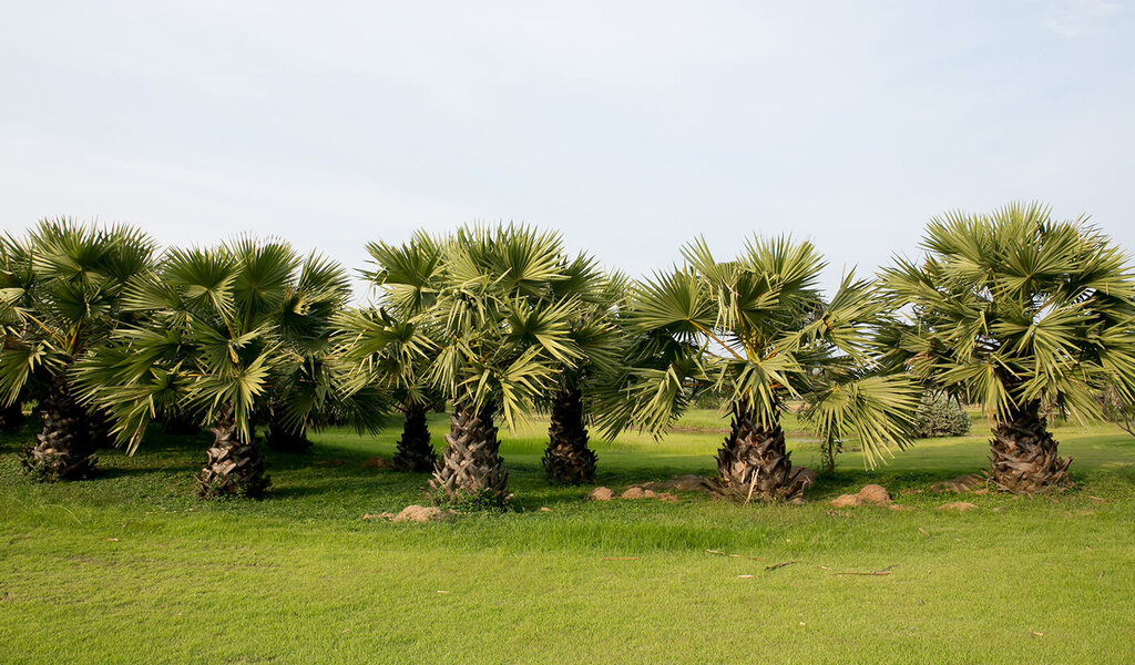 Fan Palm Tree Picture Box