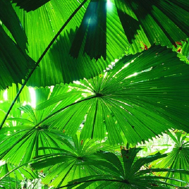 Palm Trees South Carolina Picture Box