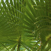 Sabal Palm Trees for Sale S... - Picture Box
