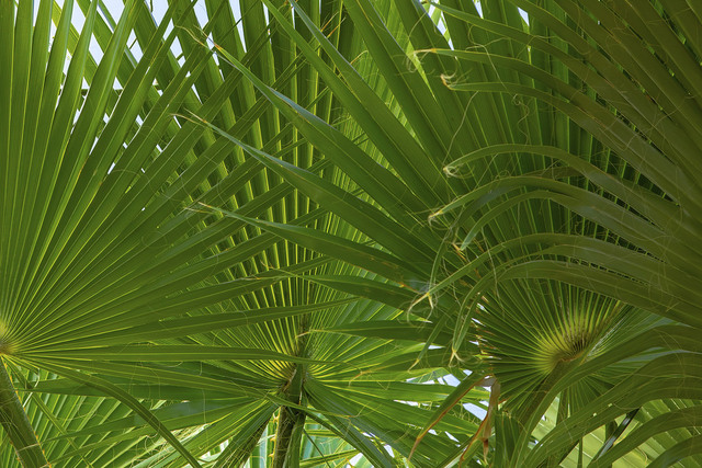 Sabal Palm Trees for Sale South Carolina Picture Box