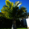 Palm Trees North Carolina - Picture Box