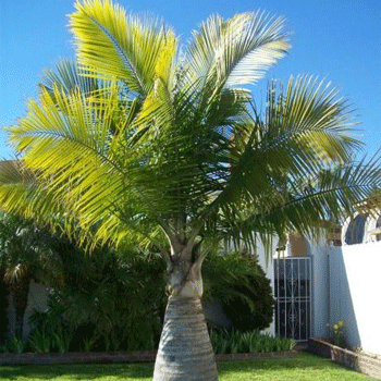 Palm Trees North Carolina Picture Box