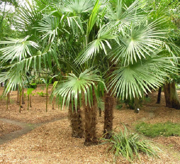 Palm Trees Carolina Picture Box