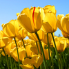 Tulips - http://www.gethealthyfreedom
