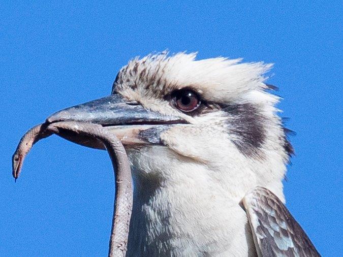 Kookaburra snake - 