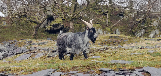 goat2 Goats