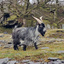 goat2 - Goats