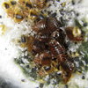 BED BUGS SERVICES6 - Bed Bugs Detection Service ...
