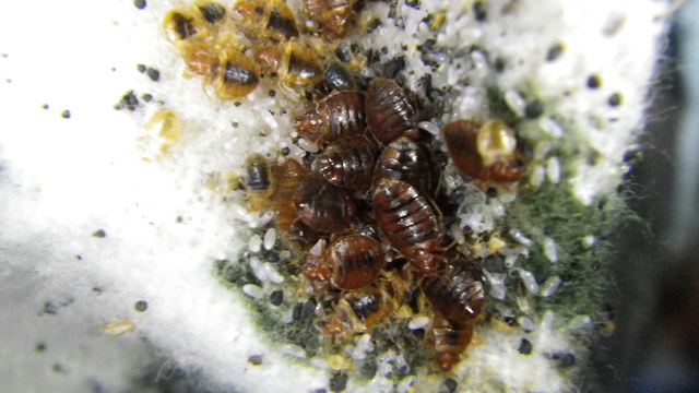 BED BUGS SERVICES6 Bed Bugs Detection Service via Bed Bug Dog Inspections