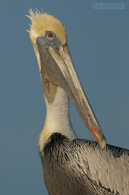 1 https://trynutra9.com/biogenics-keto/