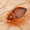 bed-bug-control-services (1) - Bed Bug Control & Removal