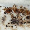 bed-bugs.jpg.560x0 q80 crop... - Where do bed bugs come from