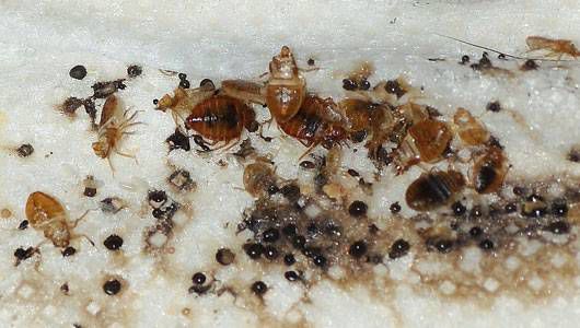 bed-bugs.jpg.560x0 q80 crop-smart Where do bed bugs come from