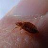 The effective cure for bed bugs- Seek Professional Help