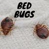 CFC - BED BUGS