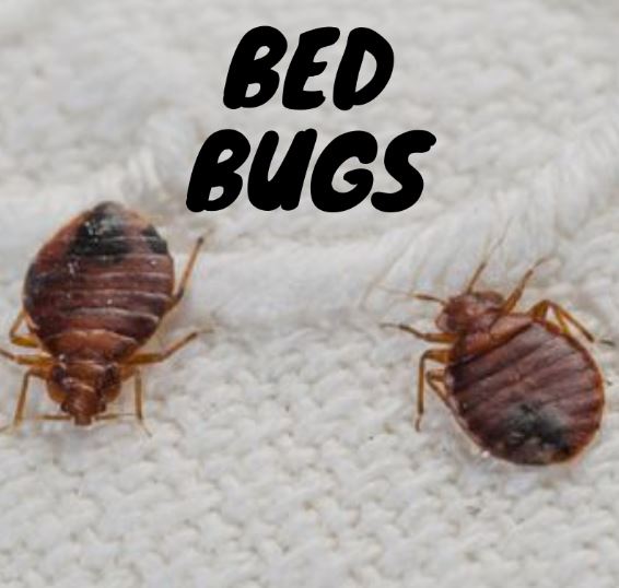 CFC BED BUGS