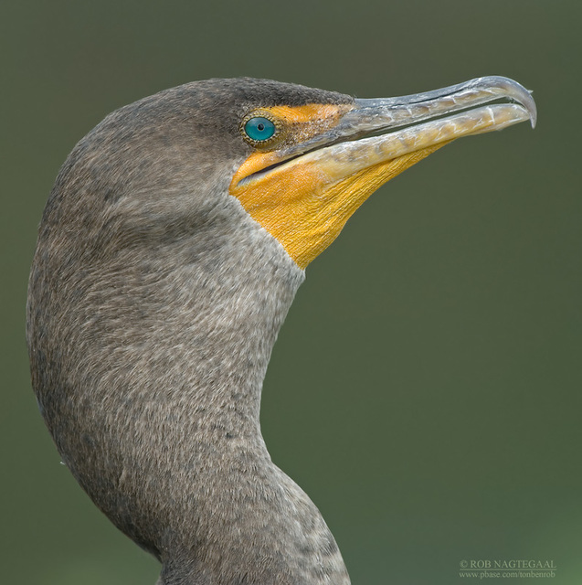 1 https://sharktankpedia.com/obesity/keto-xcg/