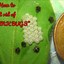 How to get rid of stink bugs6 - How to get rid of stink bugs