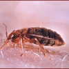 Bed Bug Pest Control Services6 - Bed Bug Pest Control Services