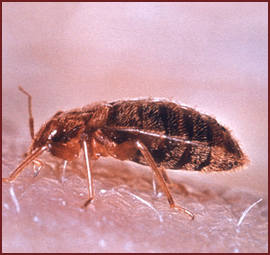Bed Bug Pest Control Services6 Bed Bug Pest Control Services