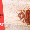 Bed Bug Heat treatment- The most effective way to eradicate bugs