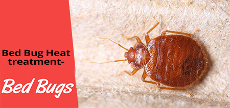 Bed Bug Heat treatment9 Bed Bug Heat treatment- The most effective way to eradicate bugs